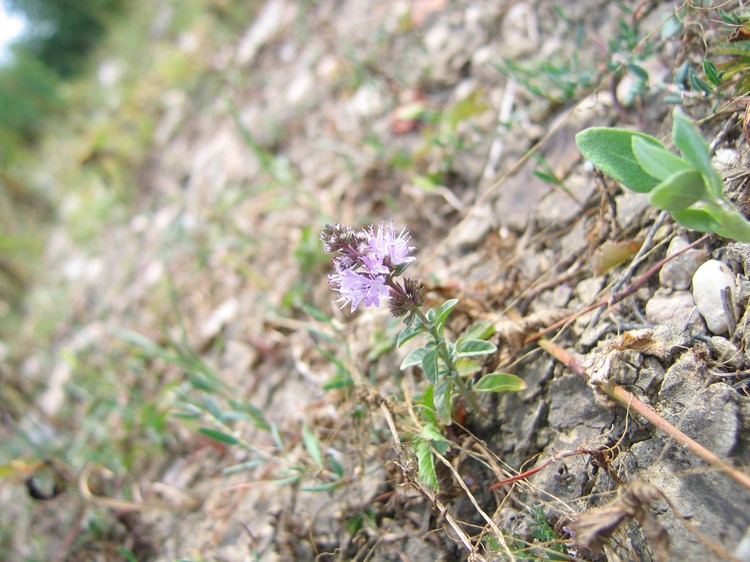 Mentha pulegium